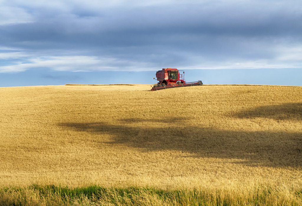 wheat harvest, usa, idaho